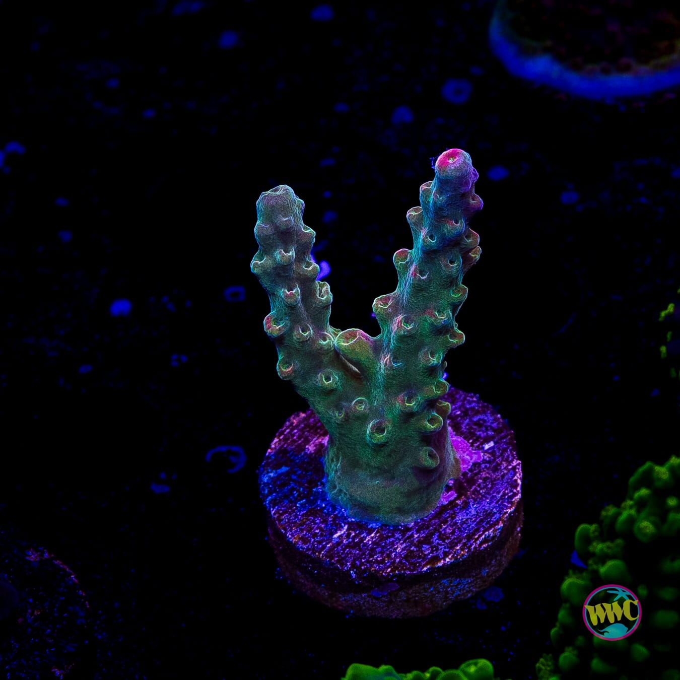 WWC 24K Lithophyllon