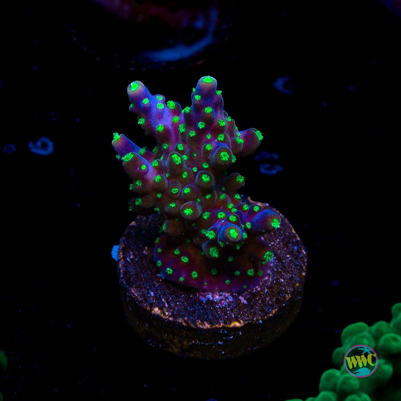 WWC Tricolor Valida Acropora