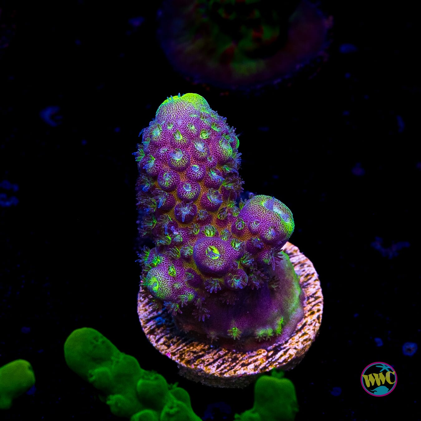 WWC Nuclear Grapes Acropora