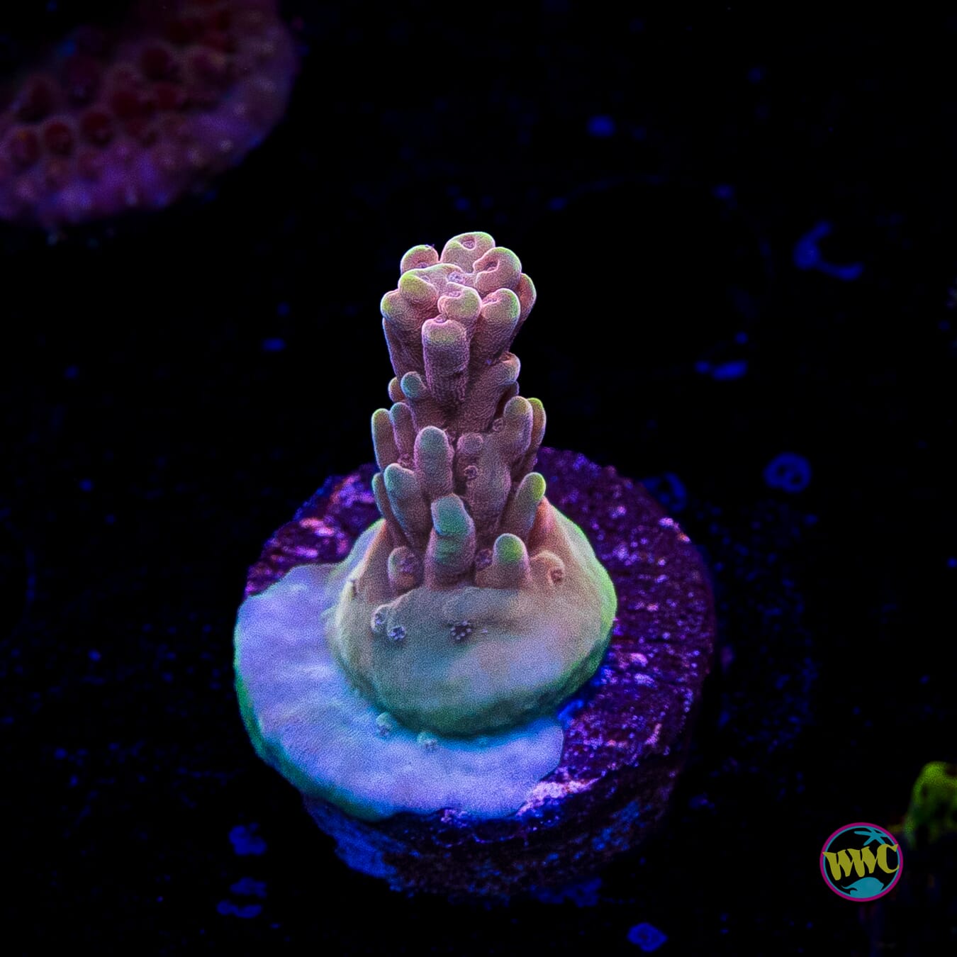 WWC Inner Planet Acropora