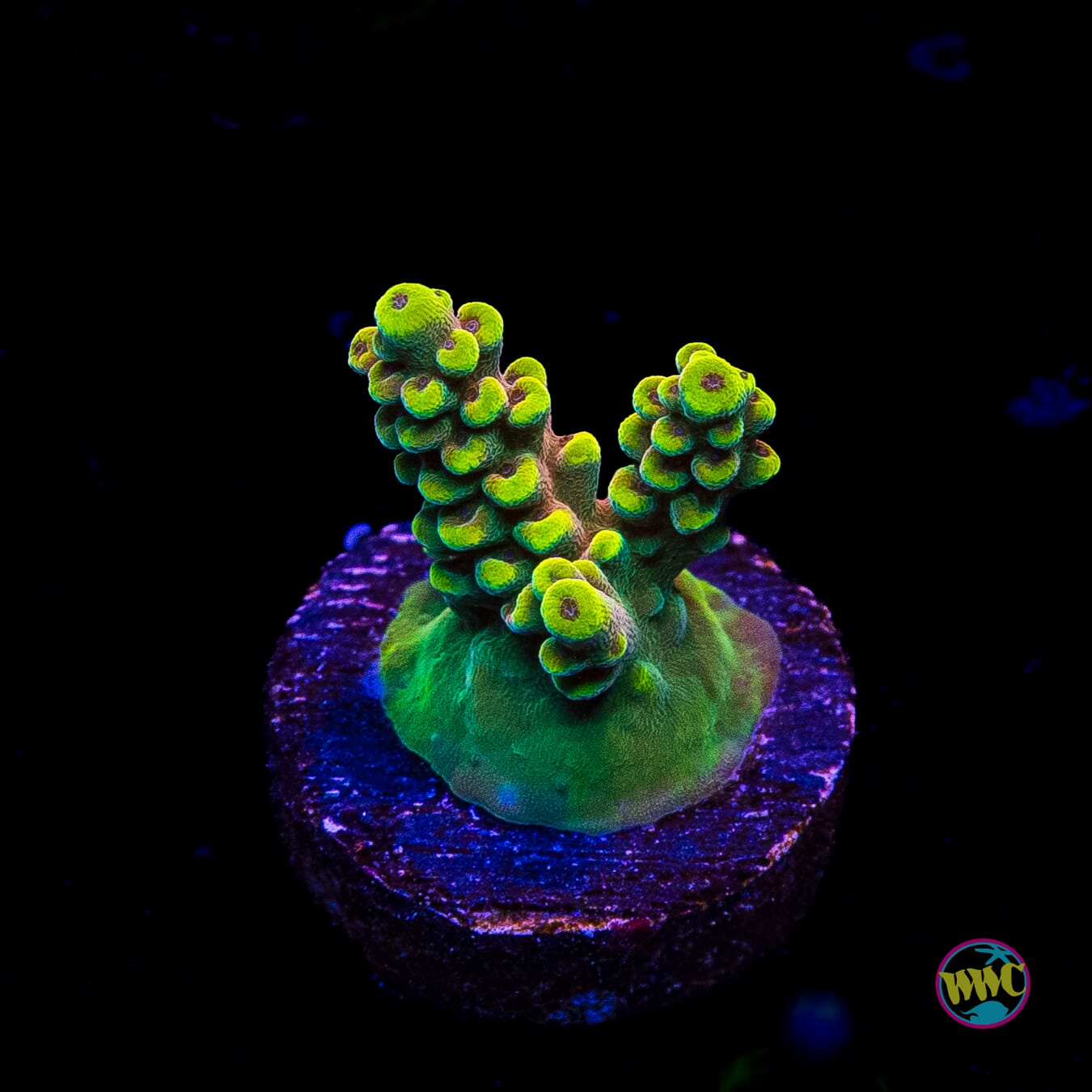 WWC Lady Liberty Acropora