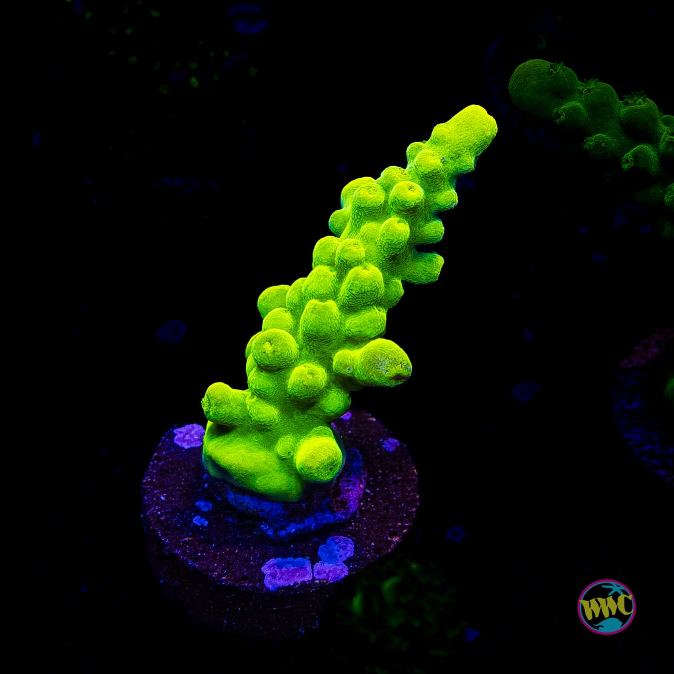 WWC Yellow Austera Acropora