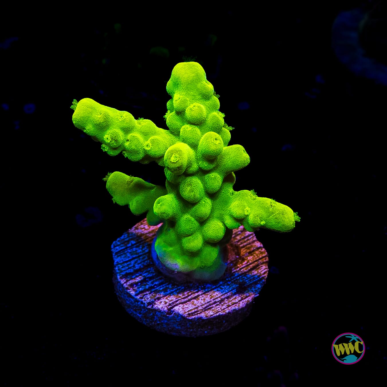 WWC Yellow Austera Acropora