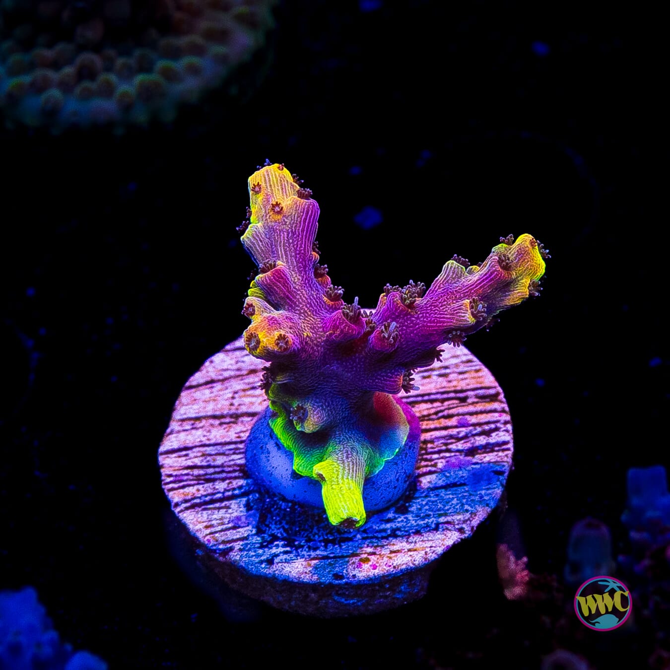 WWC Grizzly Adams Acropora