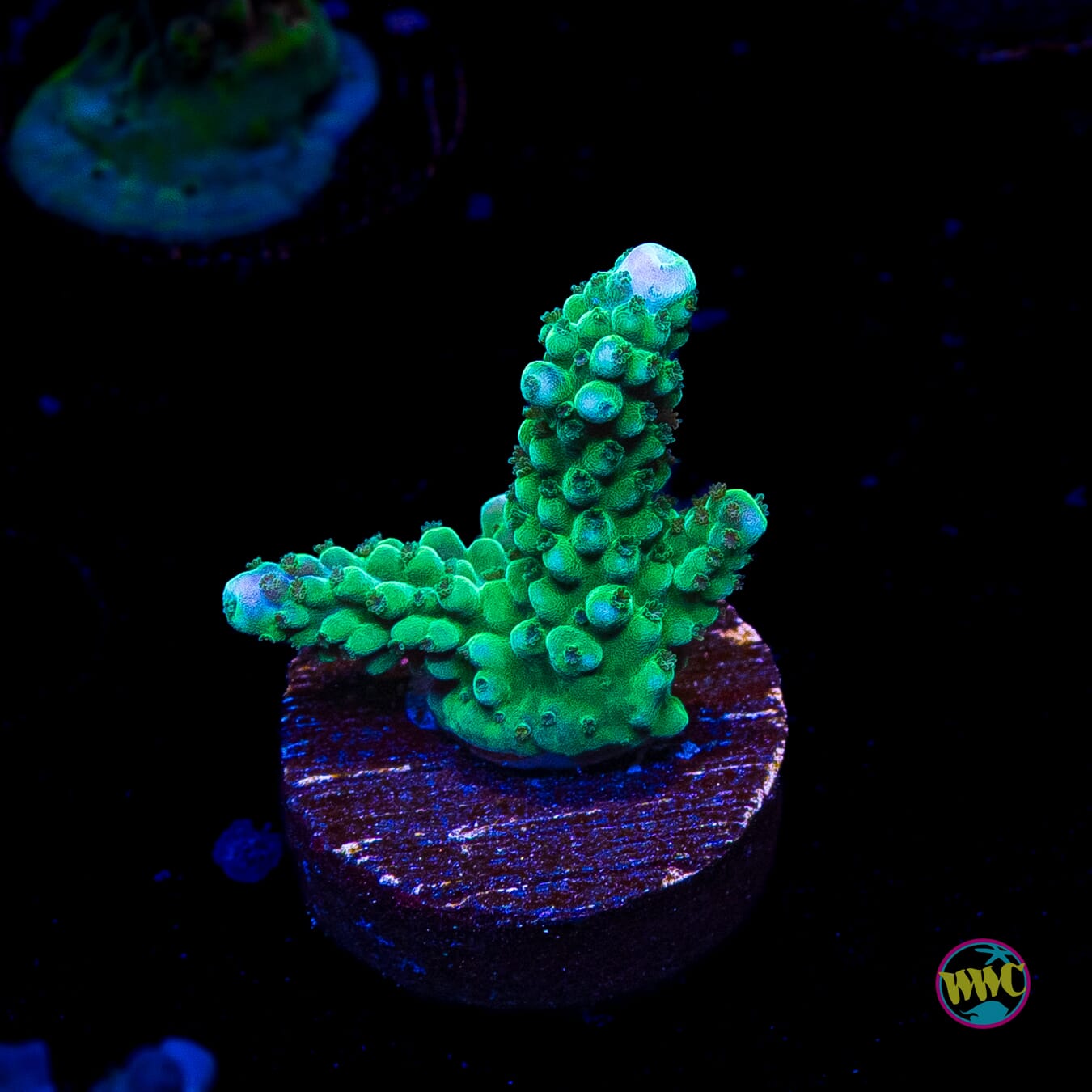 WWC Green Lightning Stag Acropora