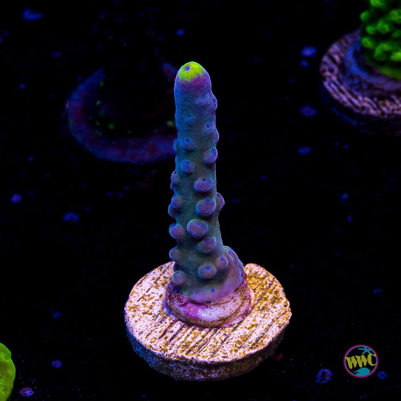 WWC Yellow Tips Austera Acropora