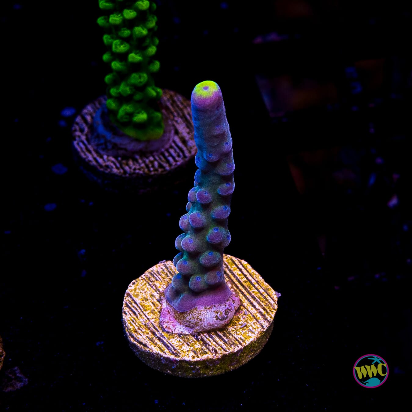 WWC Yellow Tips Austera Acropora