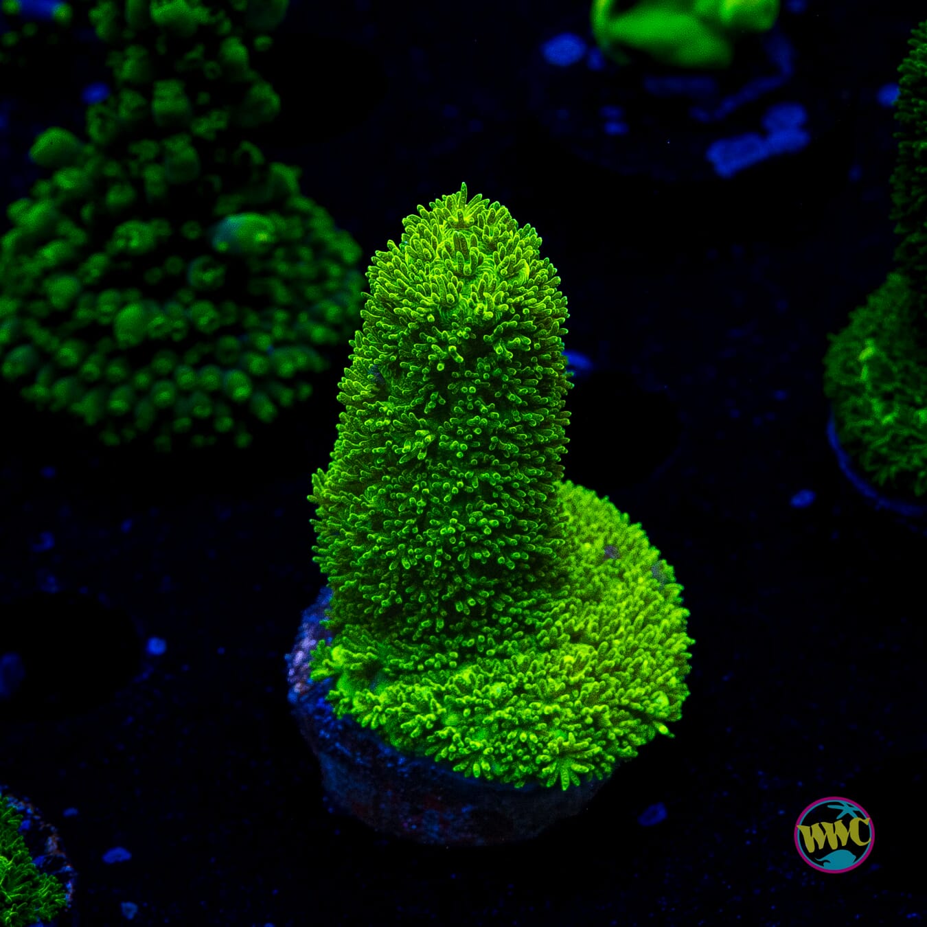WWC Sloth Acropora