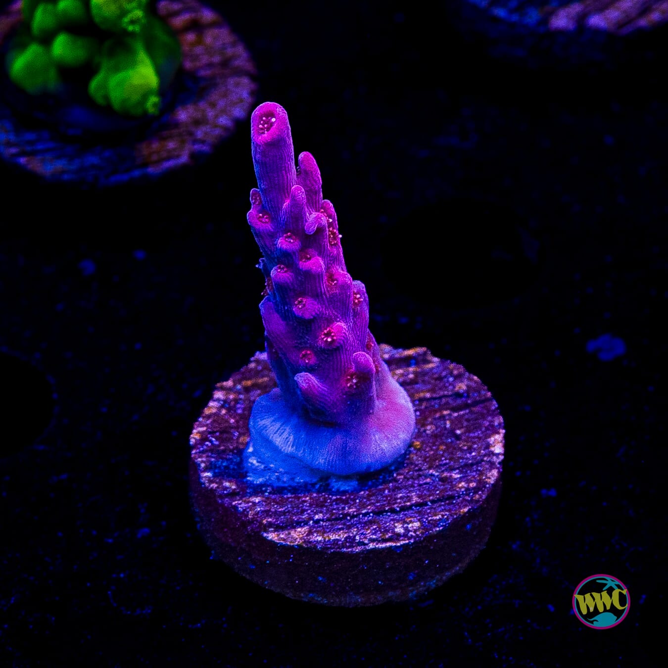 WWC Frozen Rose Acropora