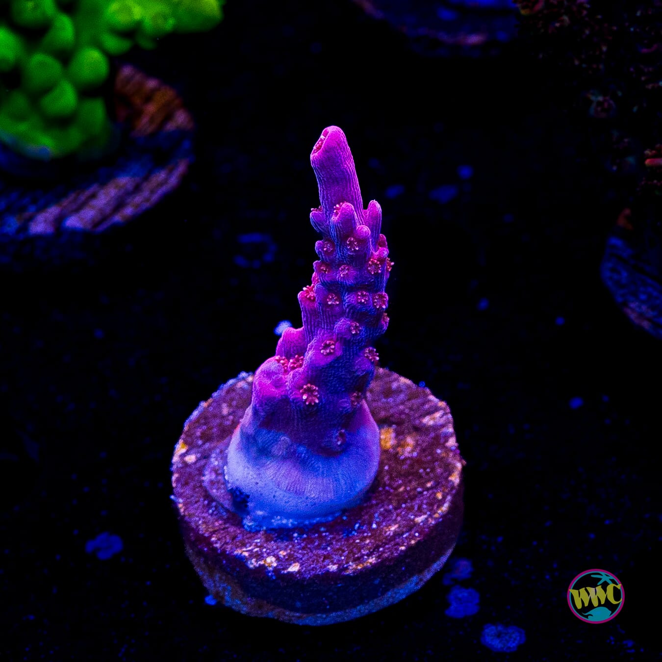 WWC Frozen Rose Acropora