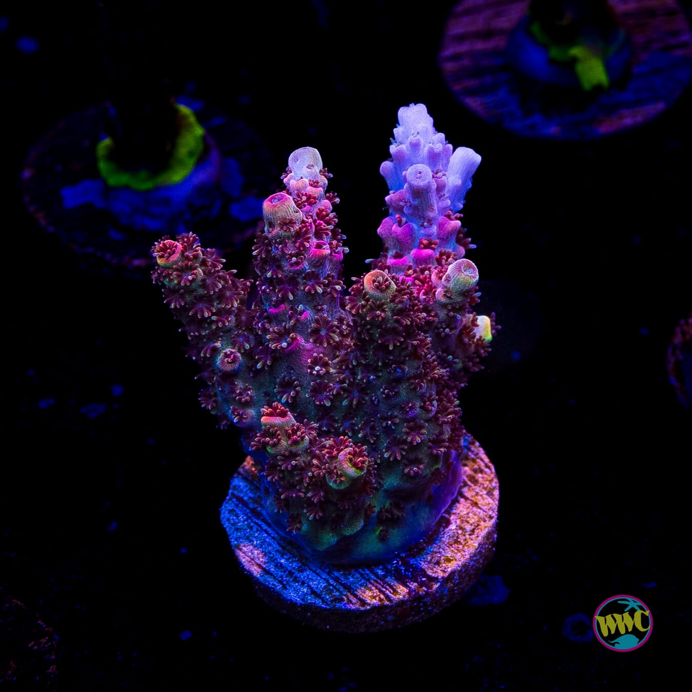 WWC Razzle Dazzle Acropora
