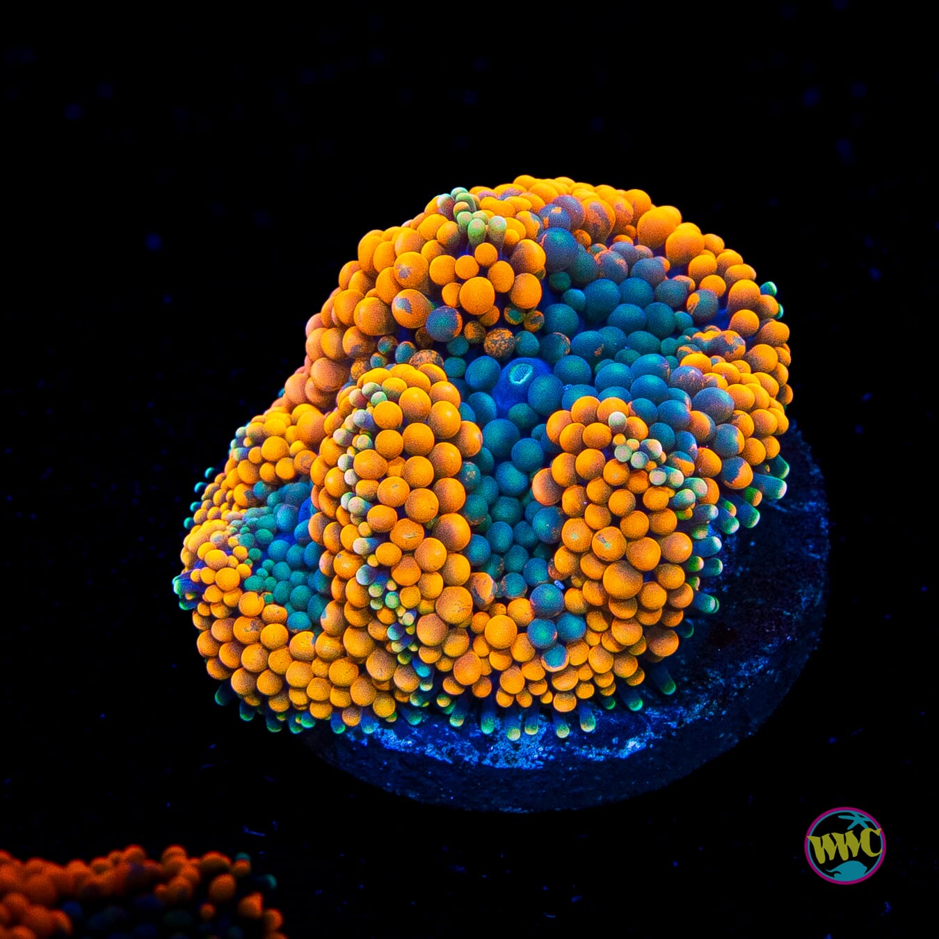 Blueberries and Oranges Ricordea Mushroom