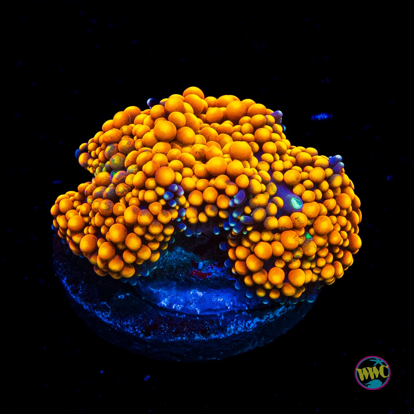 Citrus Cooler Ricordea Mushroom