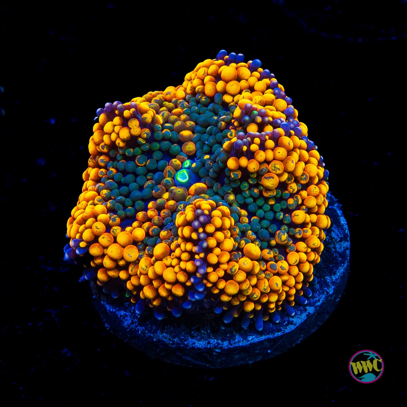 Serendipity Ricordea Mushroom