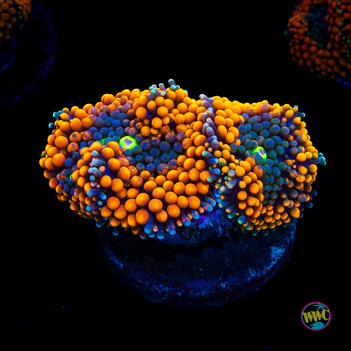 Citrus Cooler Ricordea Mushroom