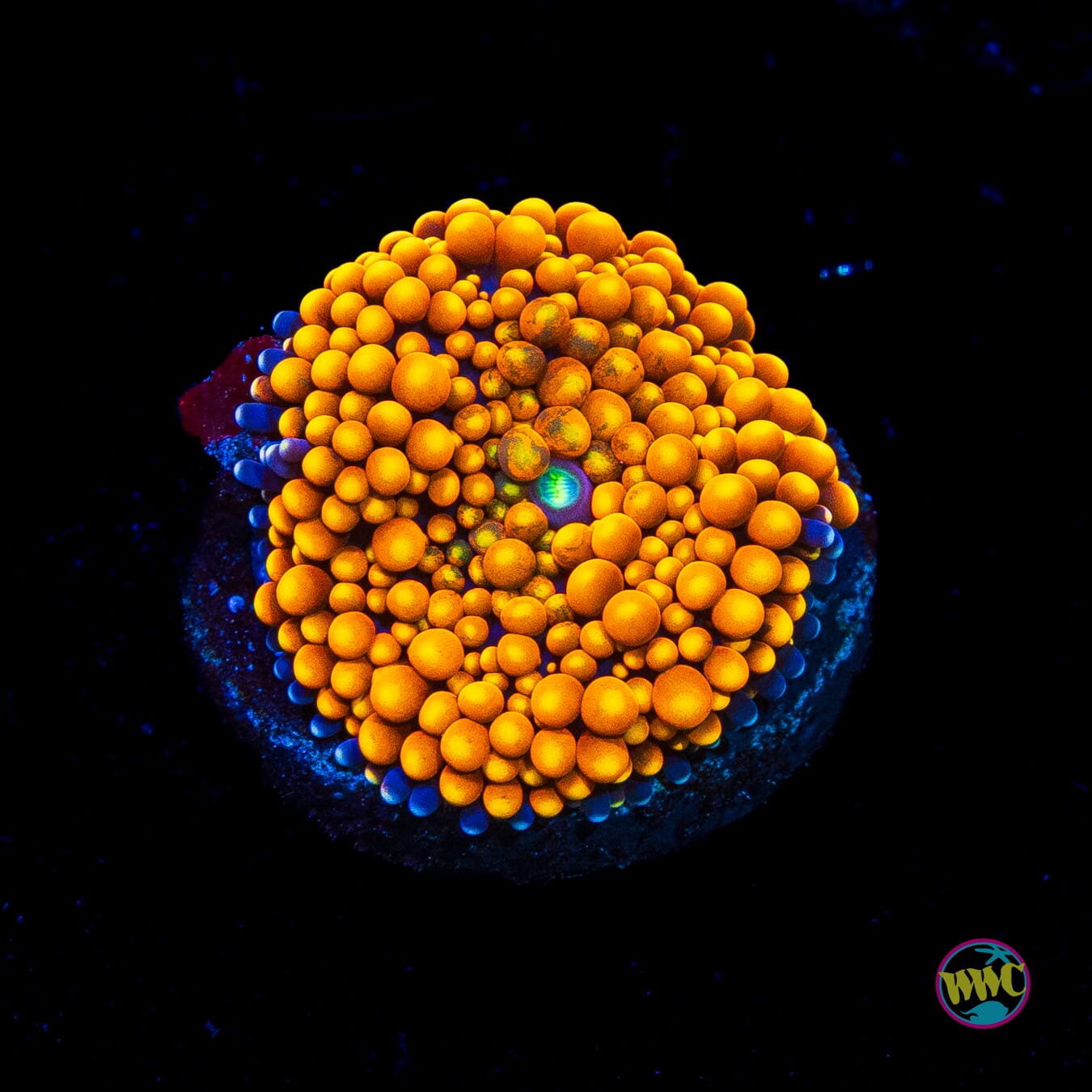 Serendipity Ricordea Mushroom