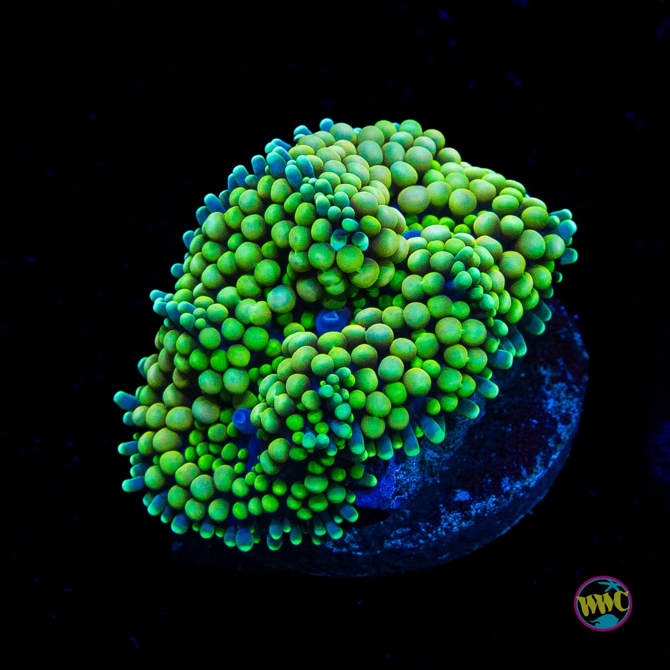 Minty Fresh Ricordea Mushroom