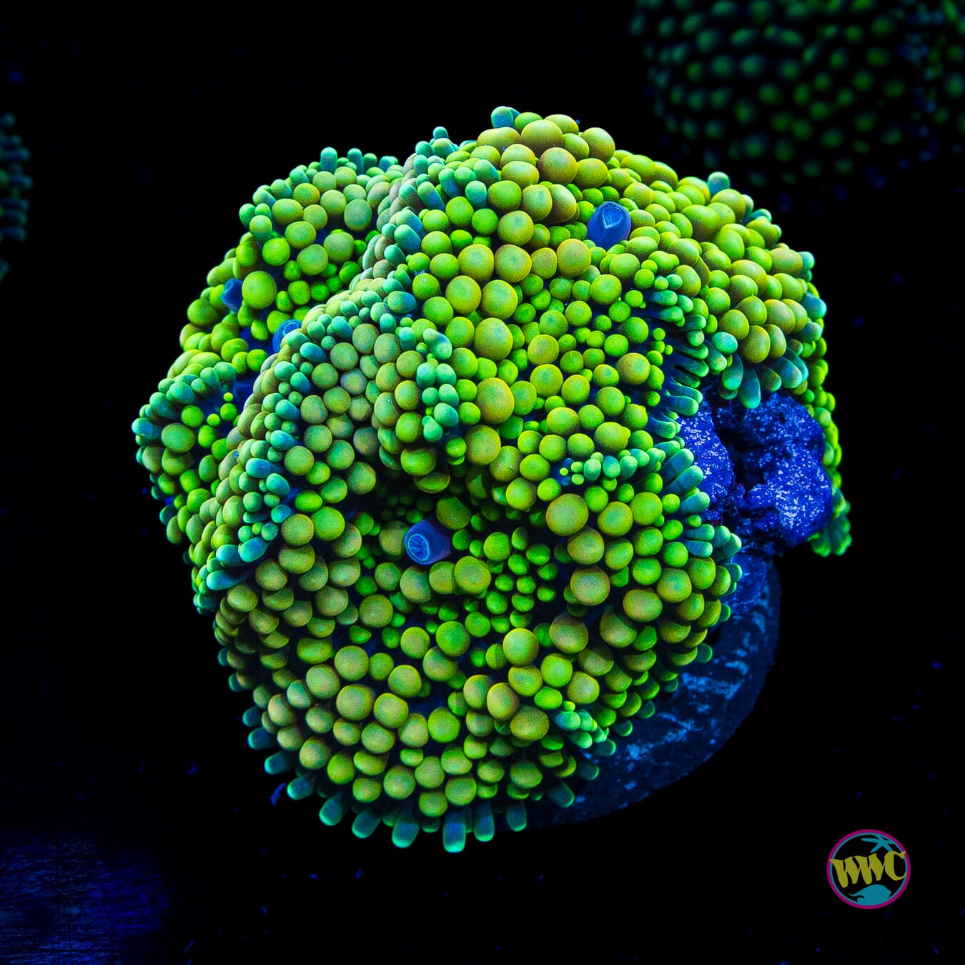 Lemon Sour Ricordea Mushroom