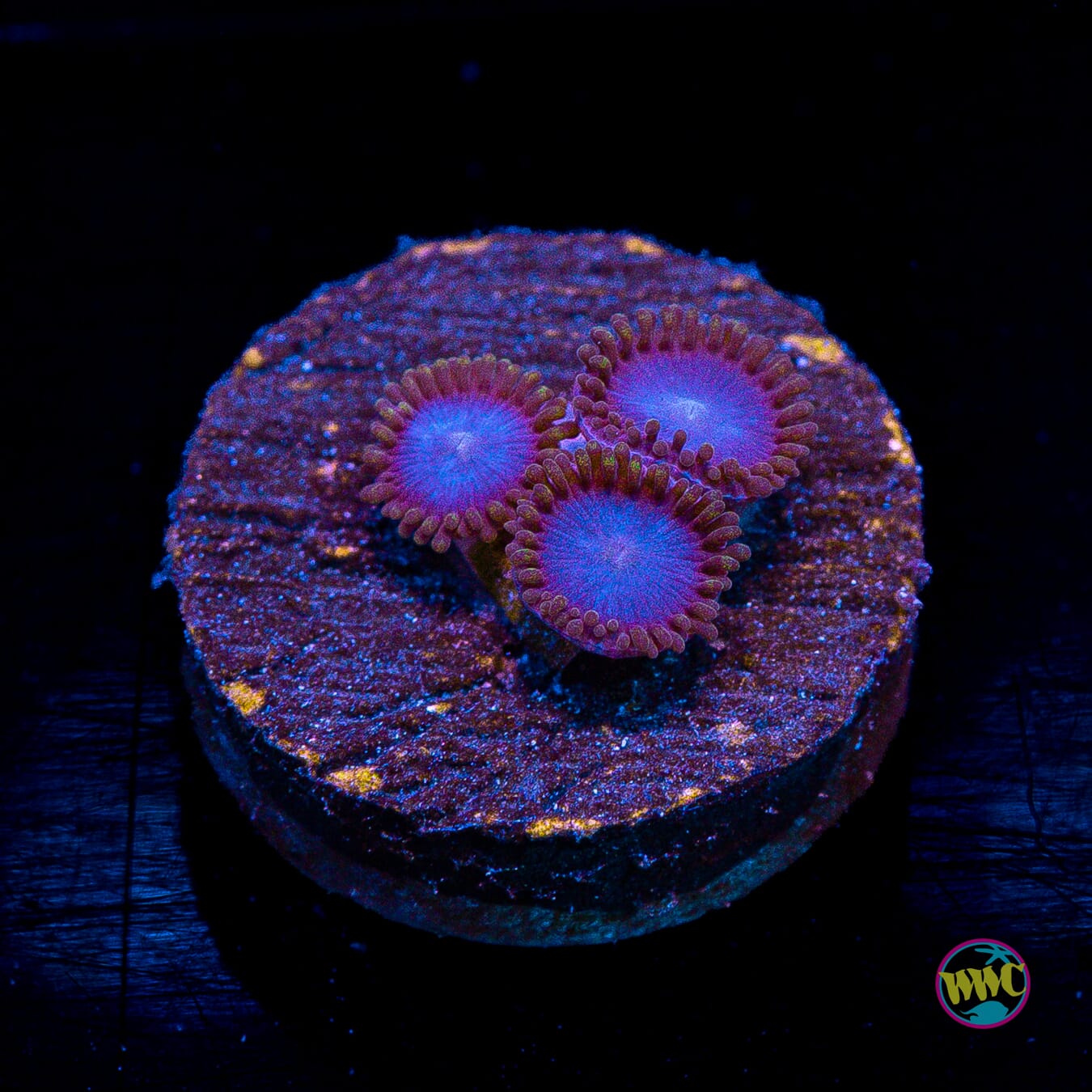 Tubbs Blues Zoanthids
