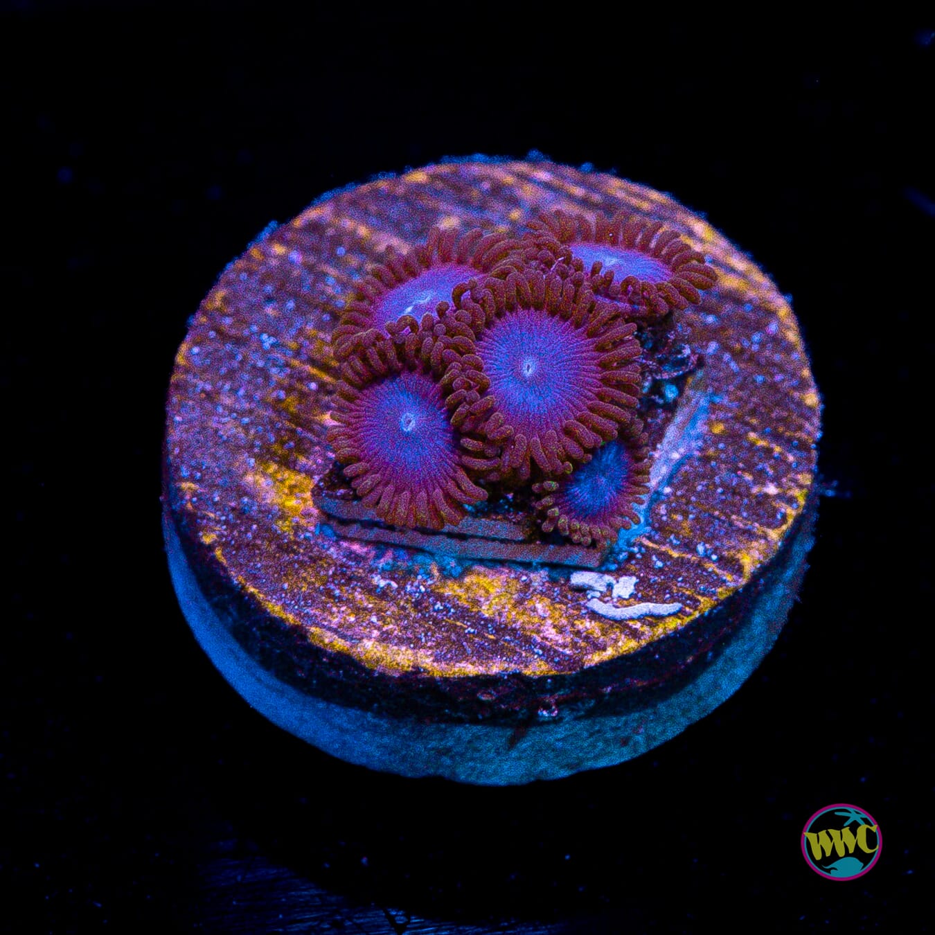 Tubbs Blues Zoanthids