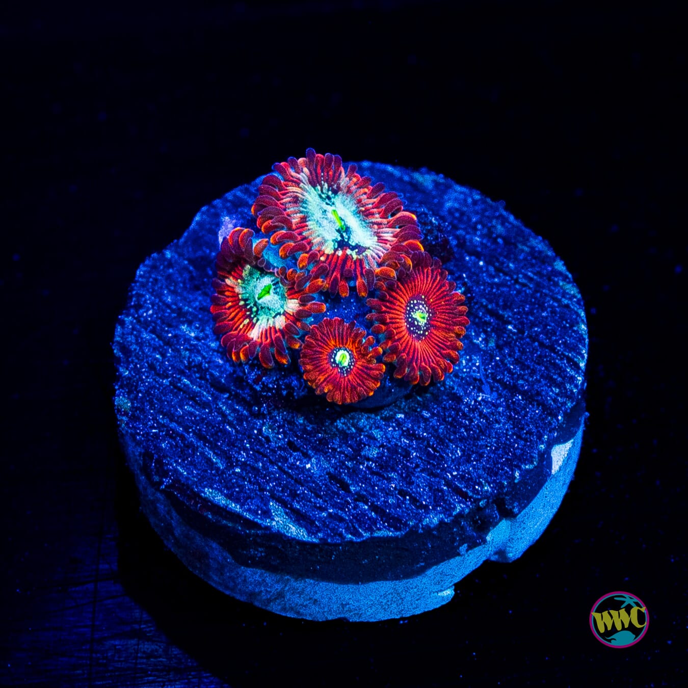 WWC Warlock Zoanthids
