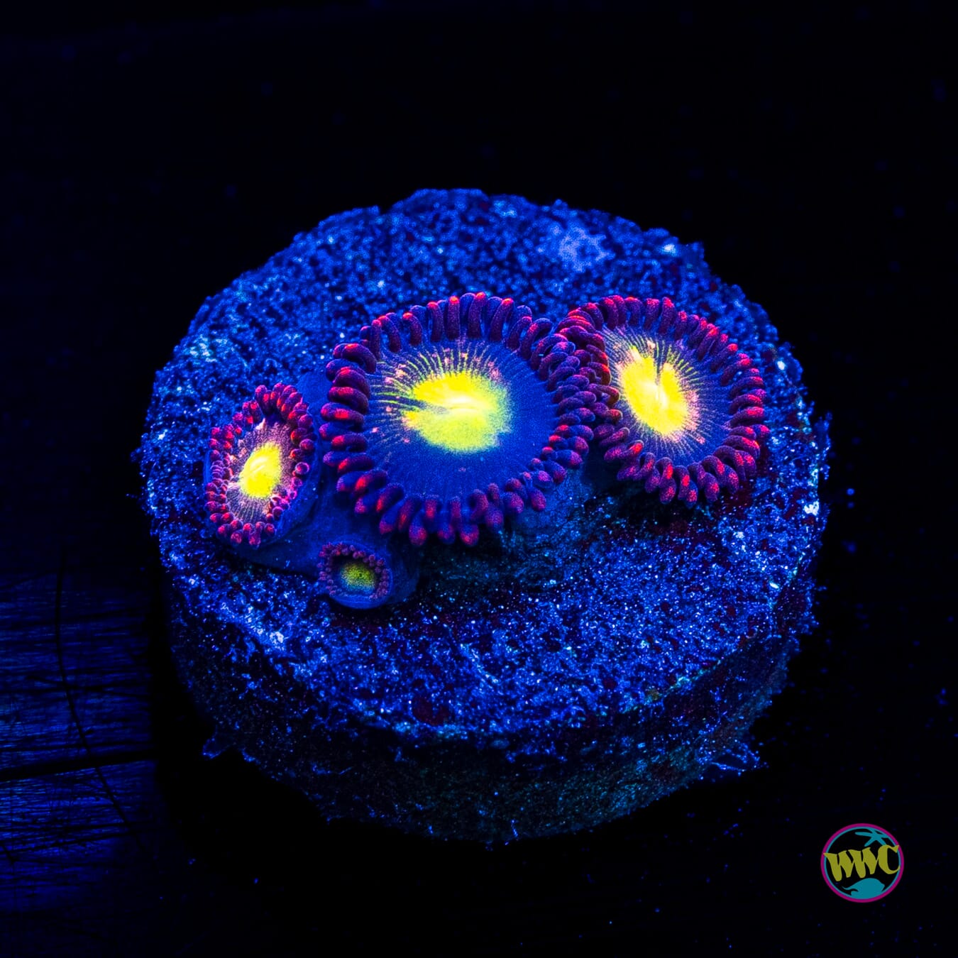 WWC Egg Yolks Zoanthids