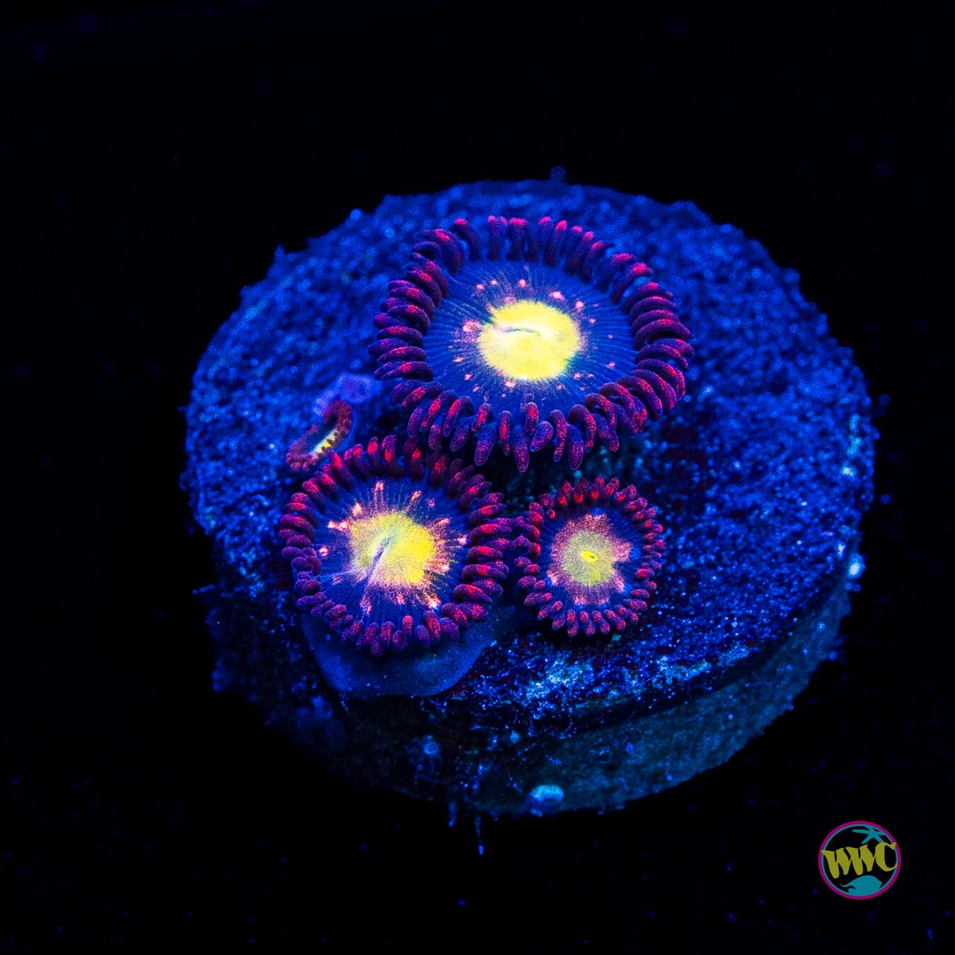 WWC Egg Yolks Zoanthids