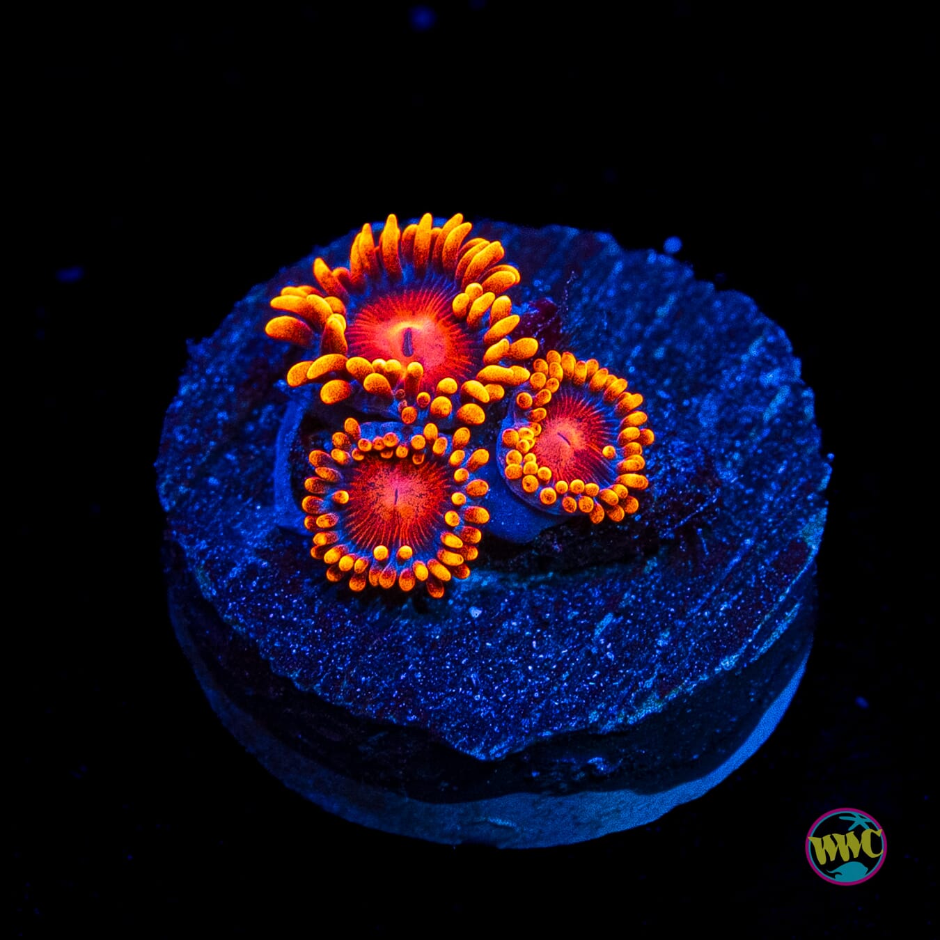 Bam Bamz Zoanthids