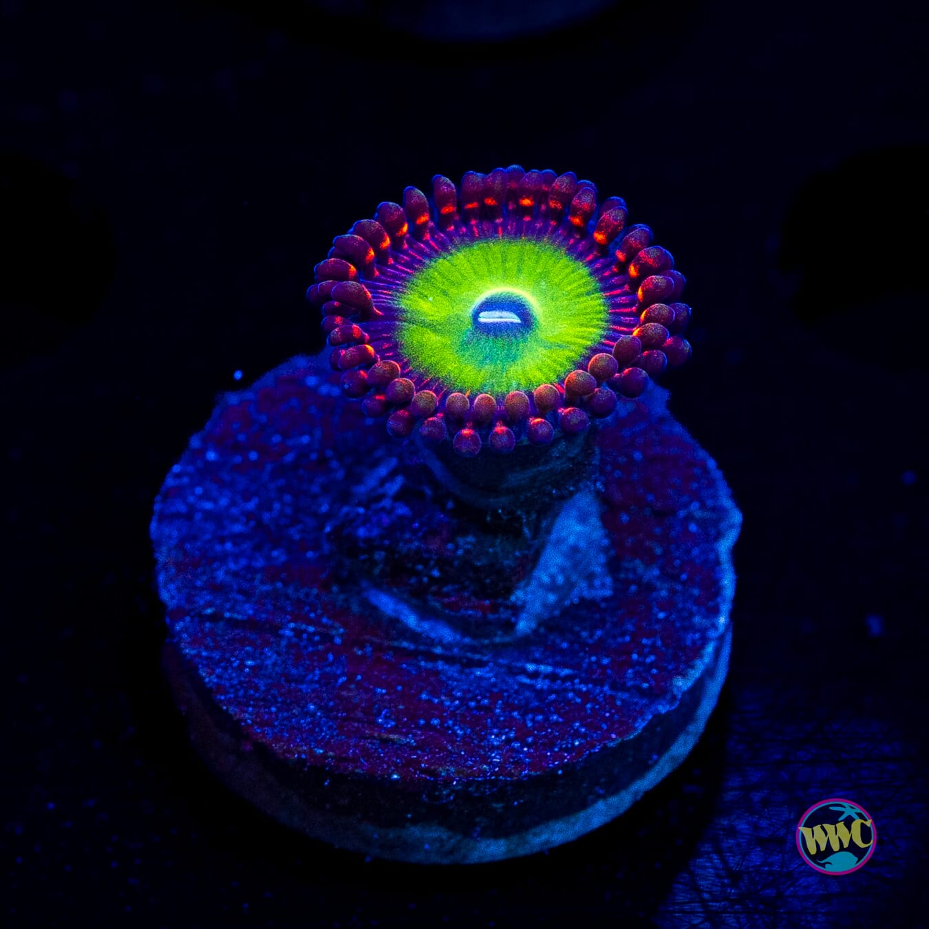 Candy Apple Red Zoanthids