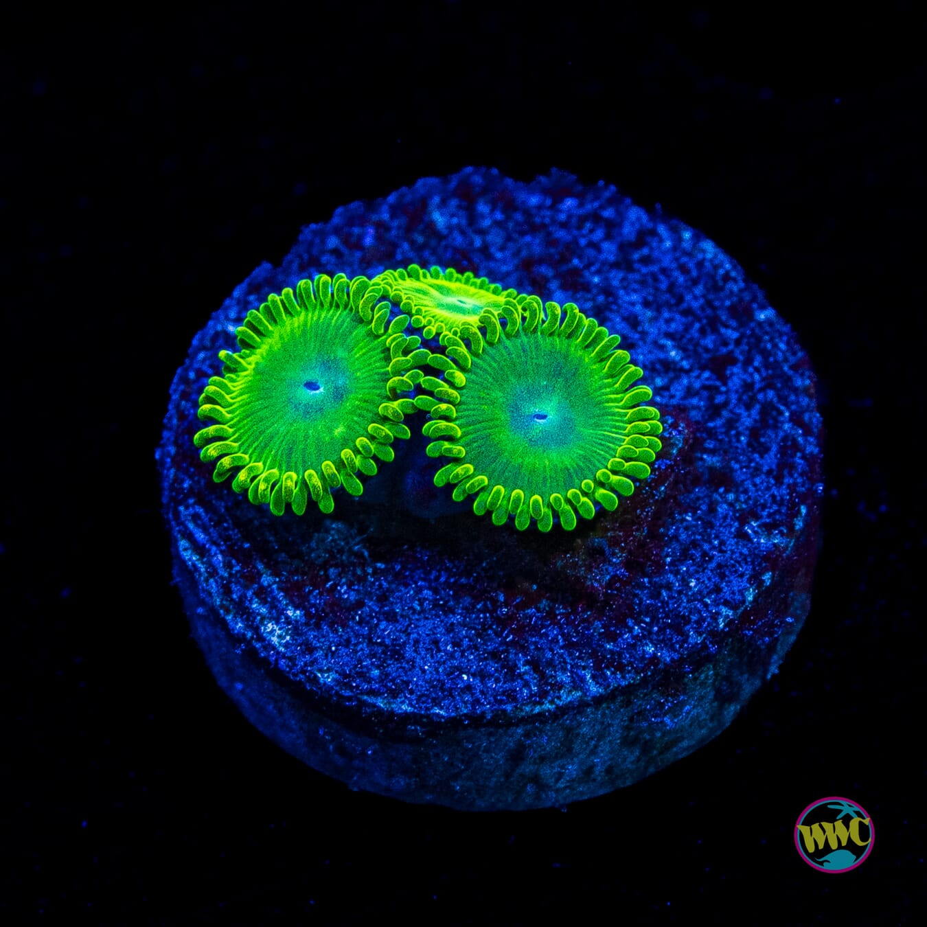 WWC Toxic Tonic Zoanthids