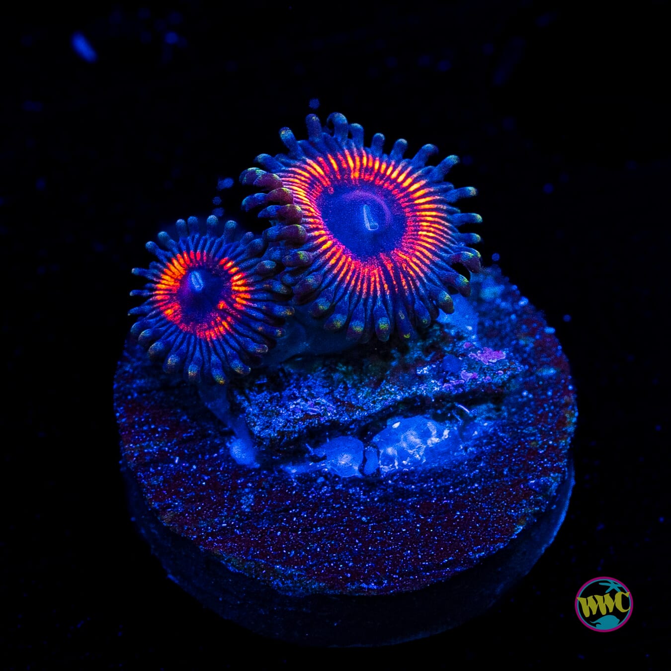 Armor of God Zoanthids