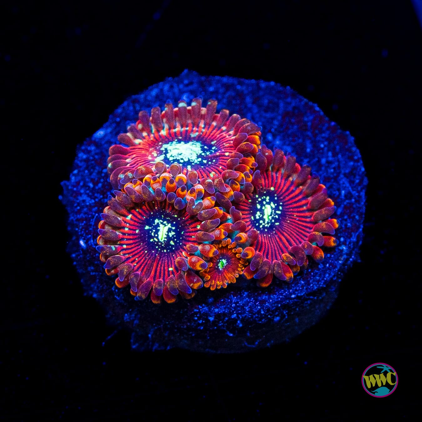Magician Zoanthids
