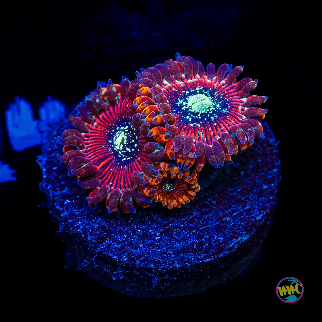 Magician Zoanthids