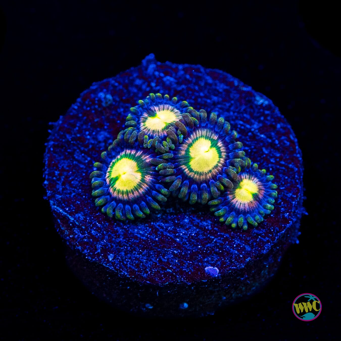 WWC Mystic Moon Zoanthids