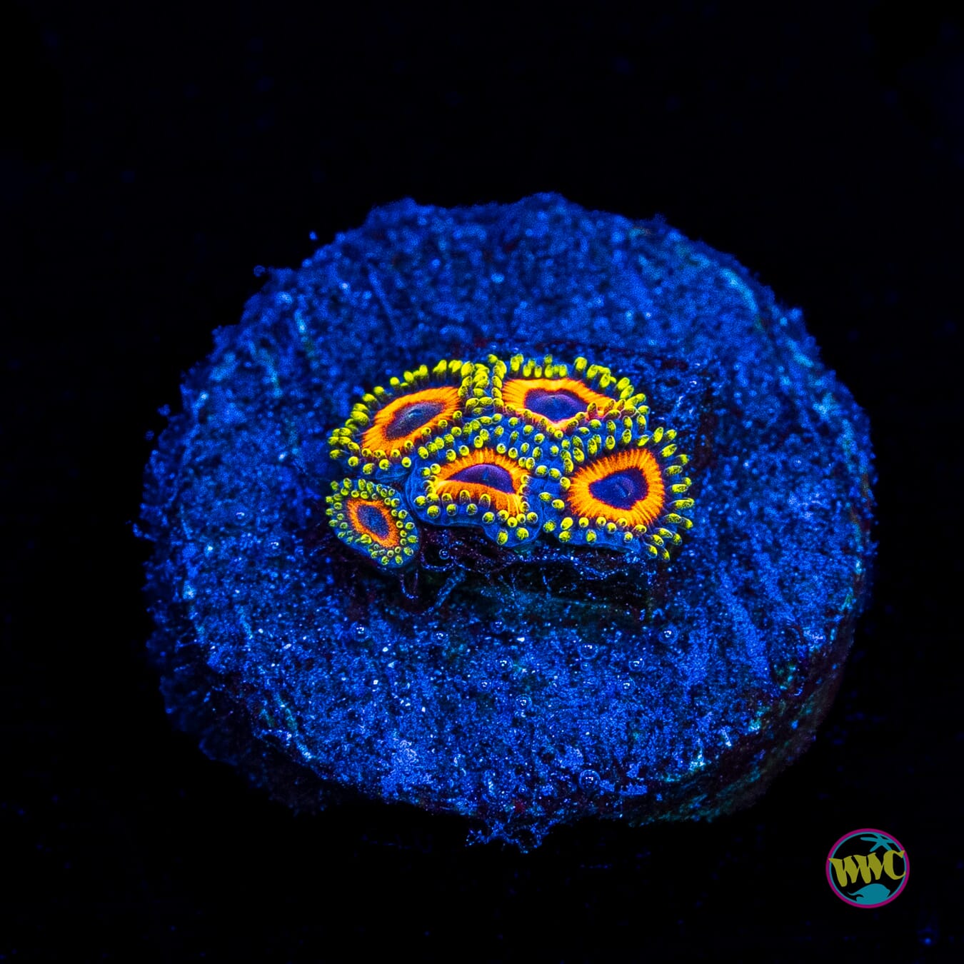Eagle Eye Zoanthids