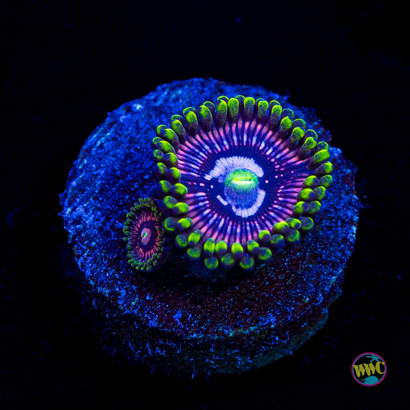 WWC Black Orchid Zoanthids