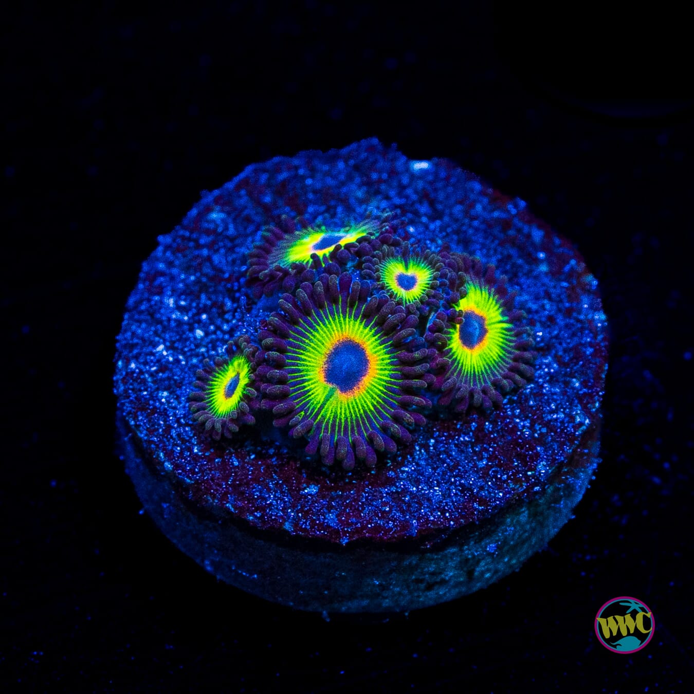 WWC Bob Marley Zoanthids