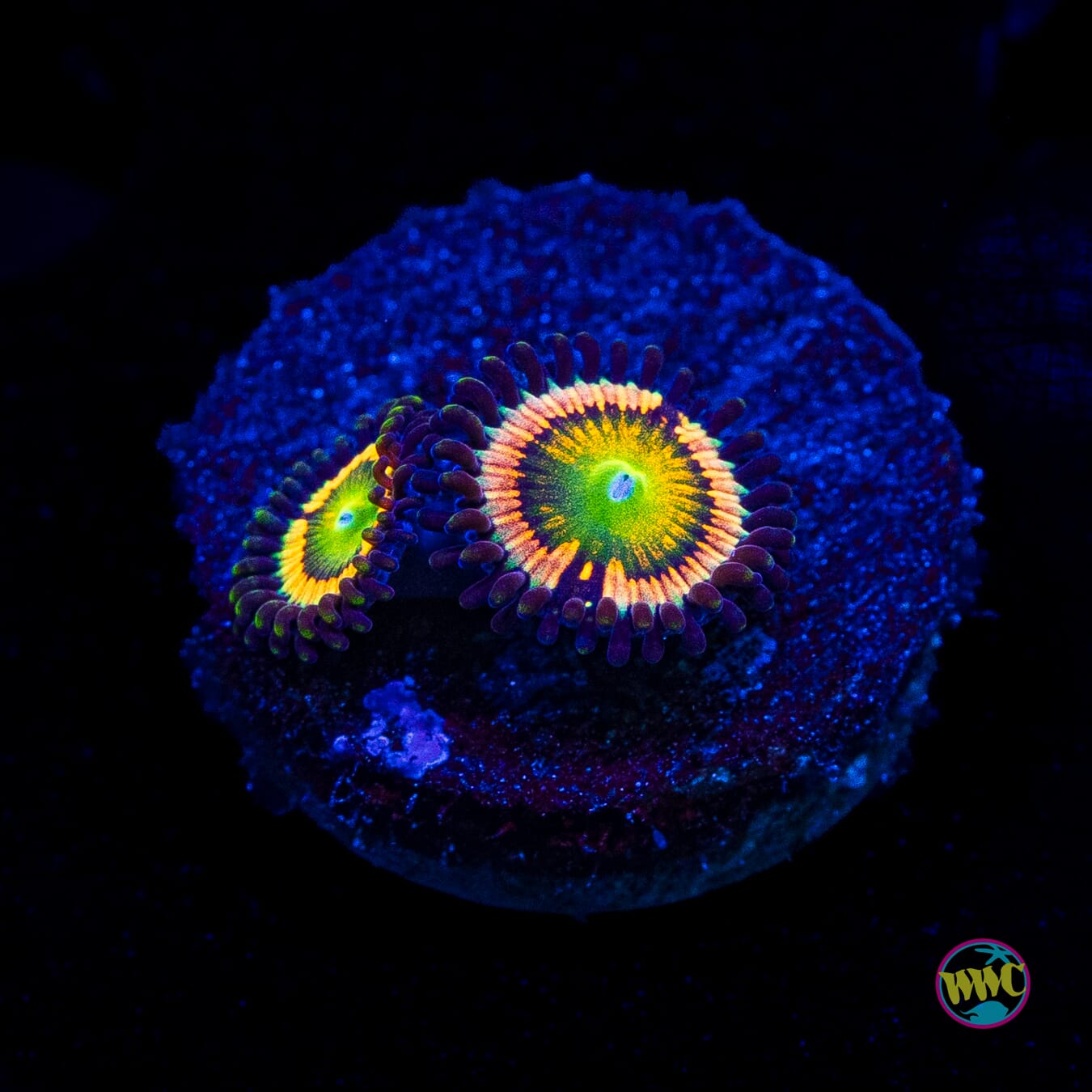 Citrus Cooler Zoanthids