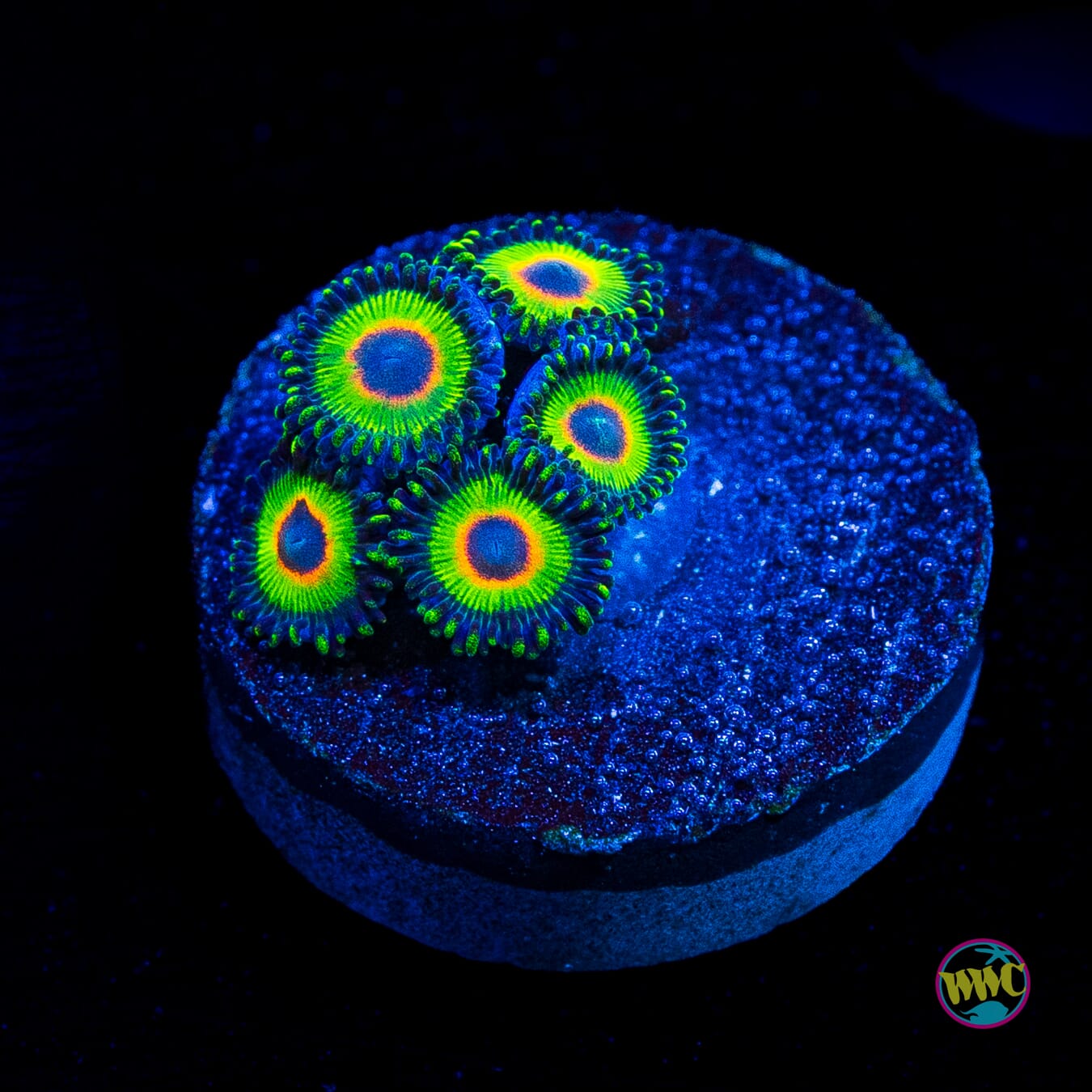 WWC Island Time Zoanthids