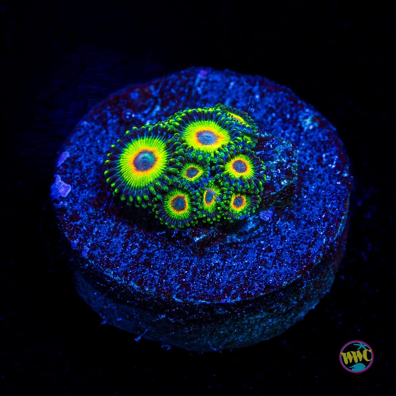 WWC Island Time Zoanthids