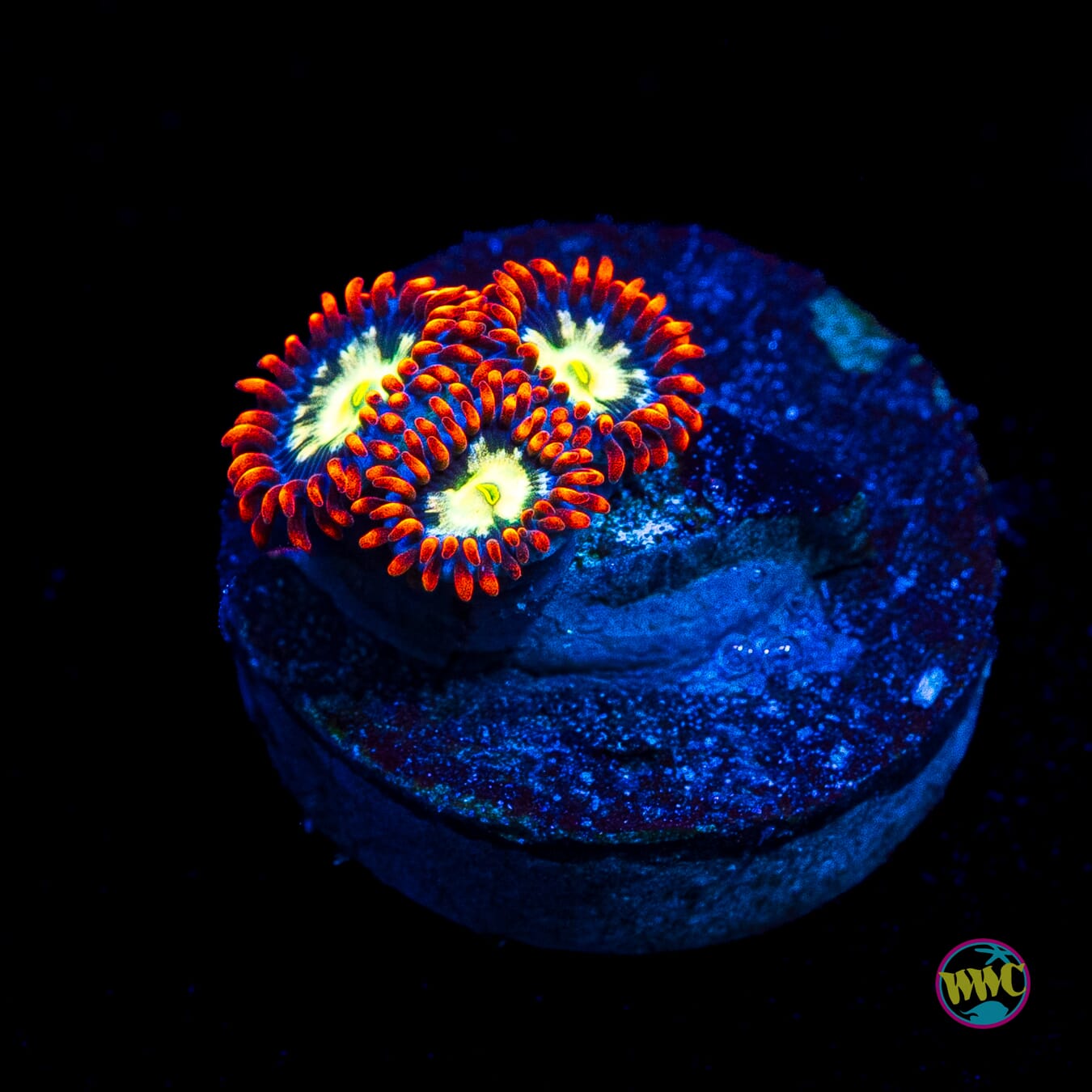 WWC Alpha Omega Zoanthids
