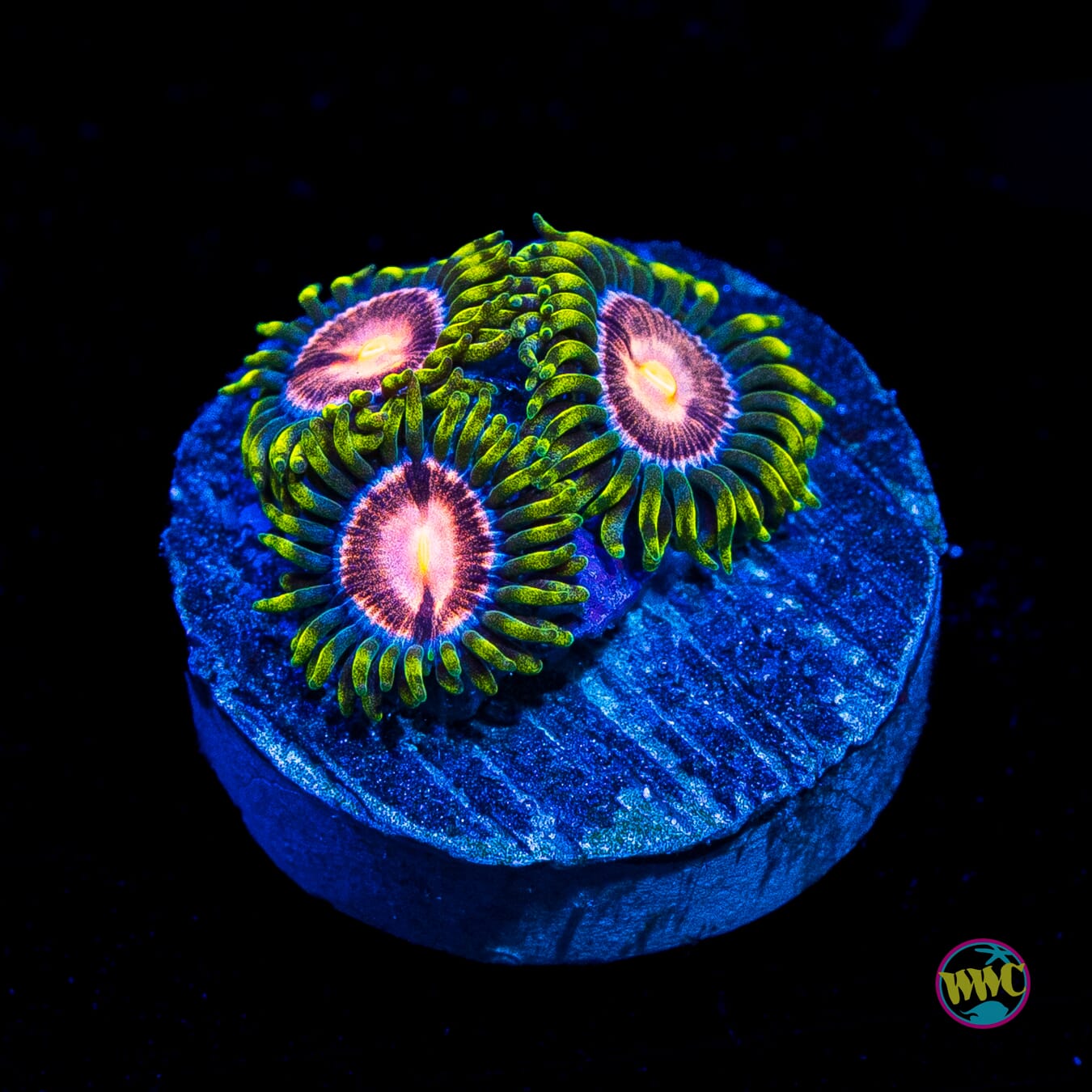 WWC Sweet Tooth Zoanthids