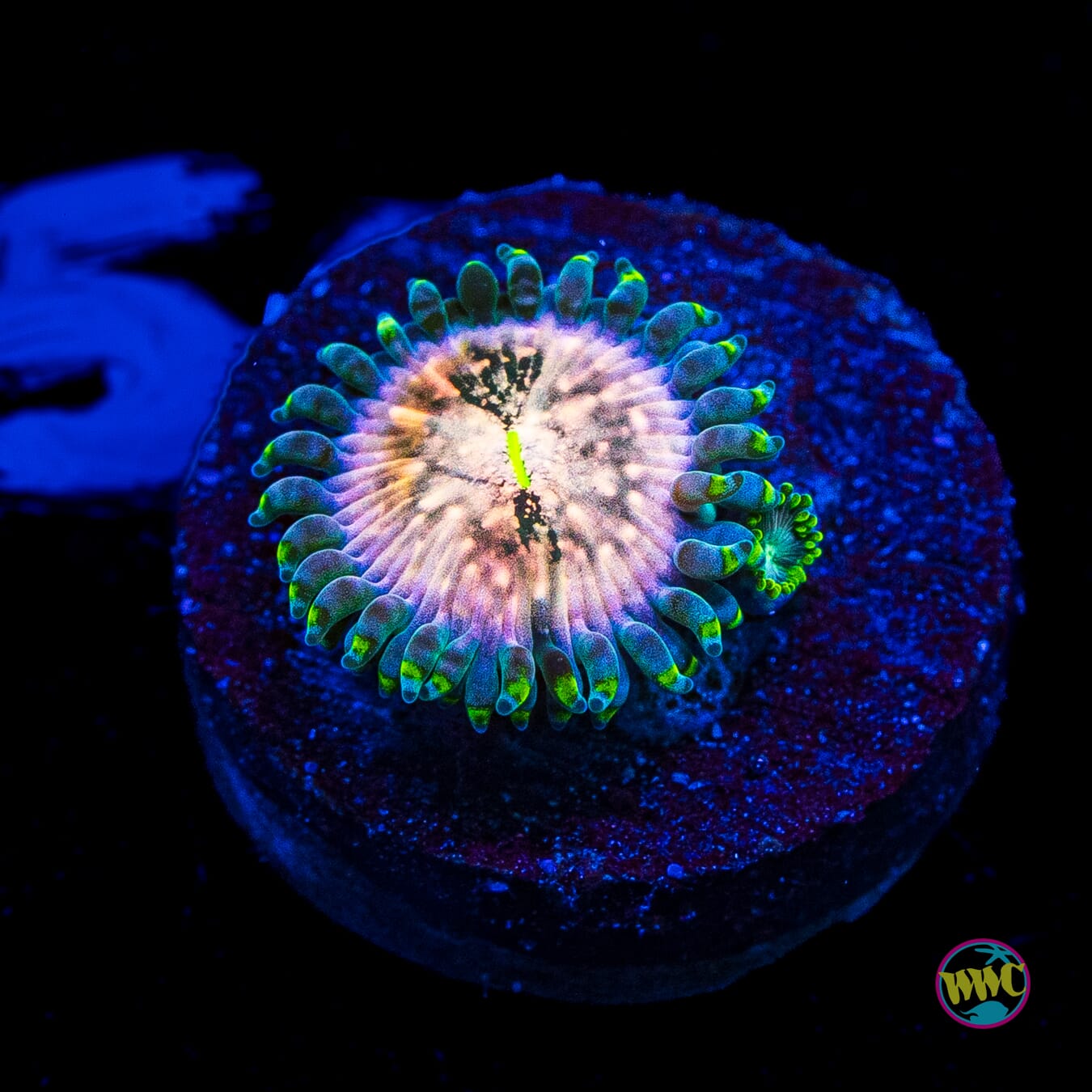 Hawaiian Ding Dang Zoanthids