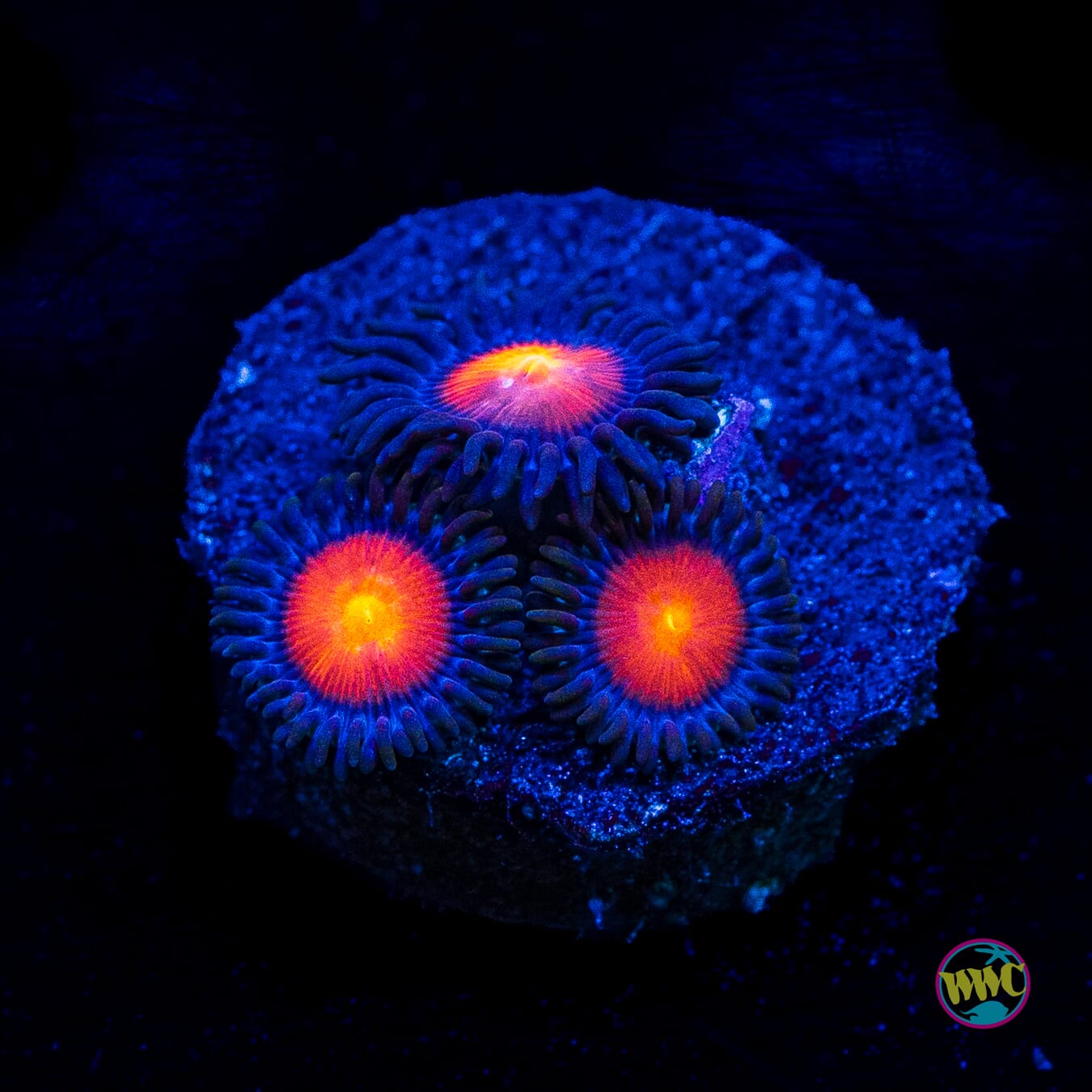 WWC Burning Mans Zoanthids