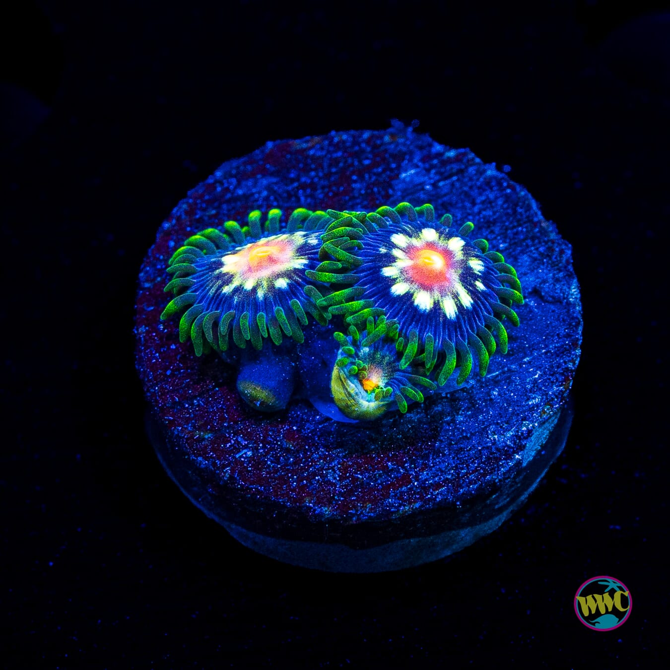 Jason Fox Stargazer Zoanthids