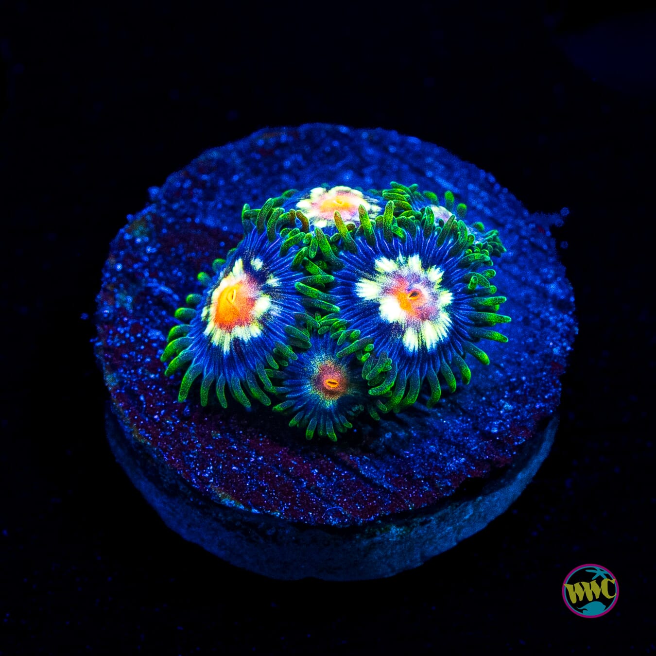 Jason Fox Stargazer Zoanthids