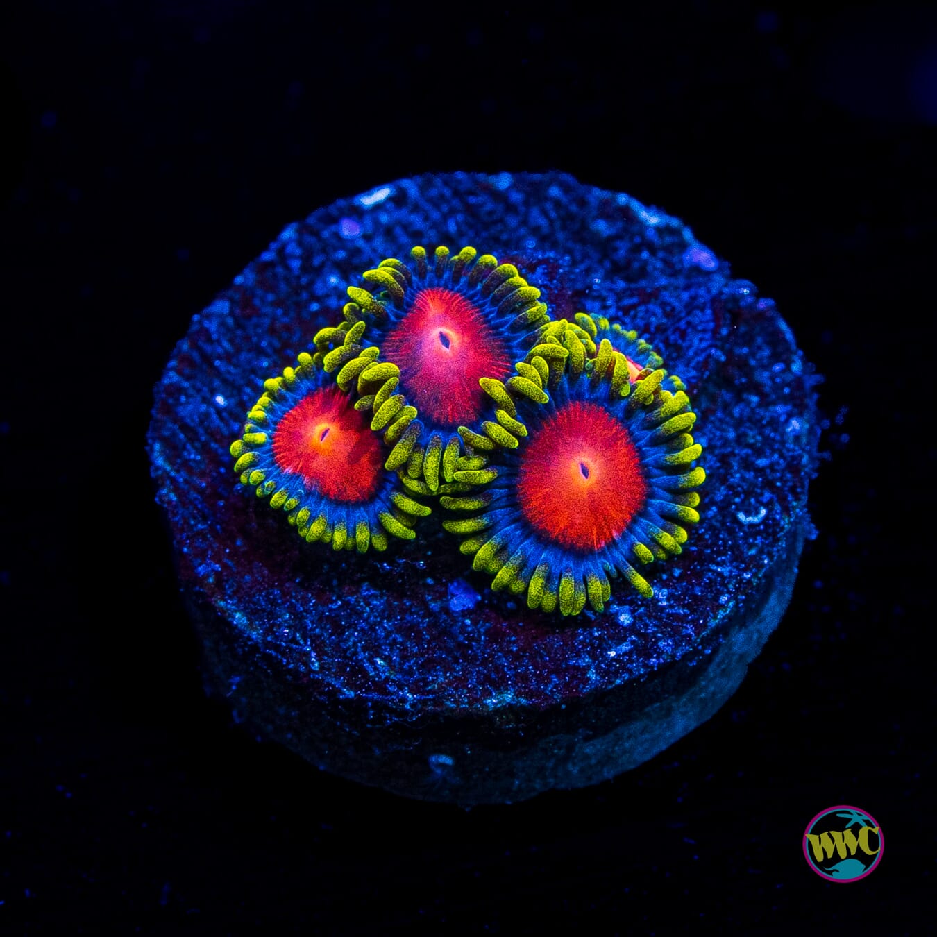 WWC Rising Sun Zoanthids