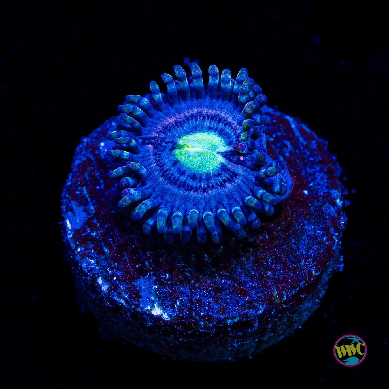 WWC Avacado Smasher Zoanthids