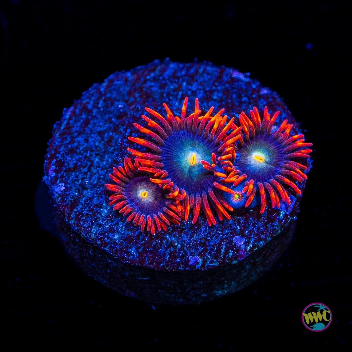WWC Wildfire Zoanthids