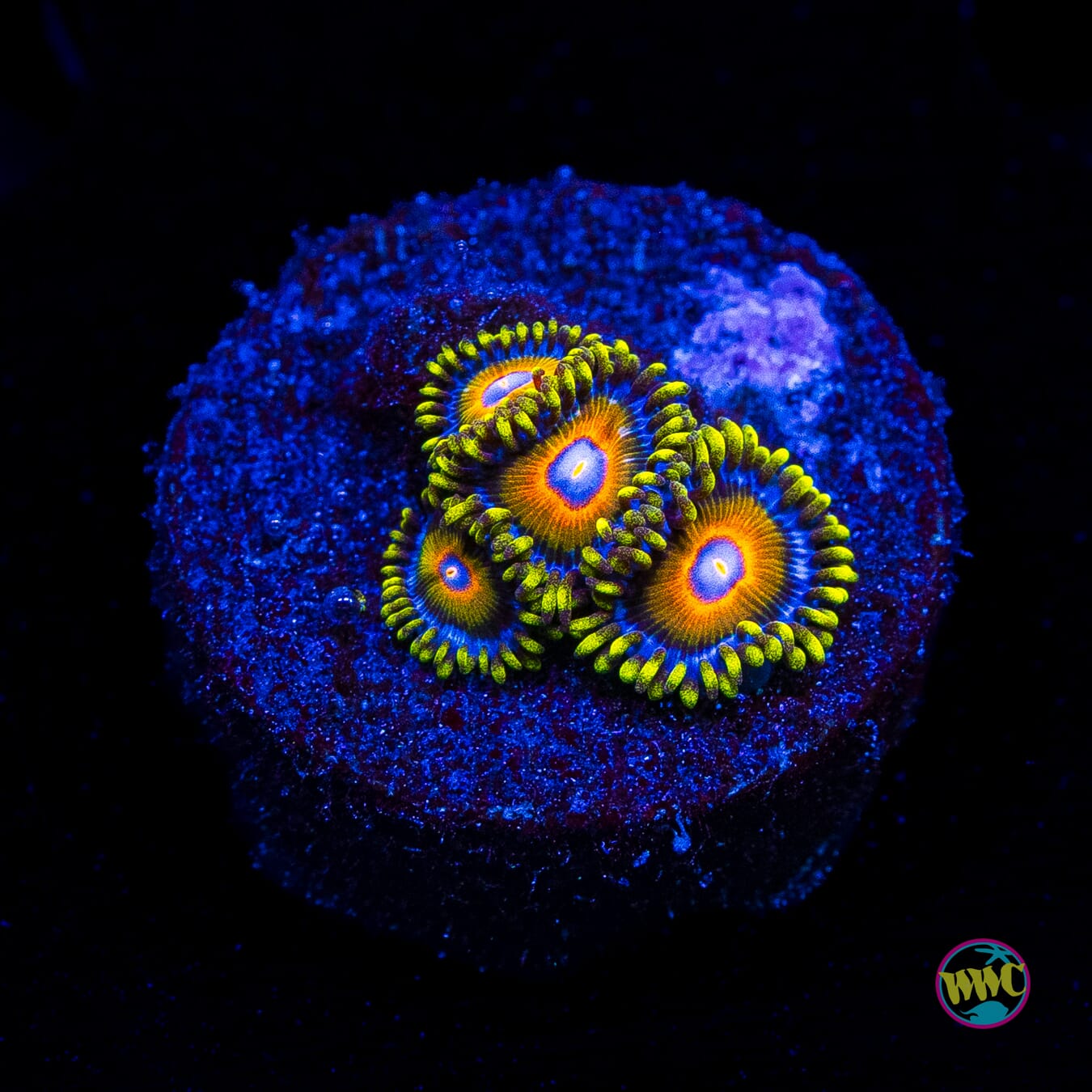 Super Saiyan Zoanthids